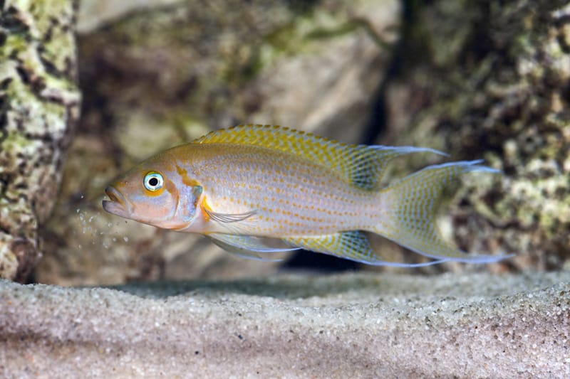 Burundzio princese neolamprologus