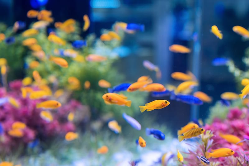 oranzines ir melynos akvariumo zuvytes