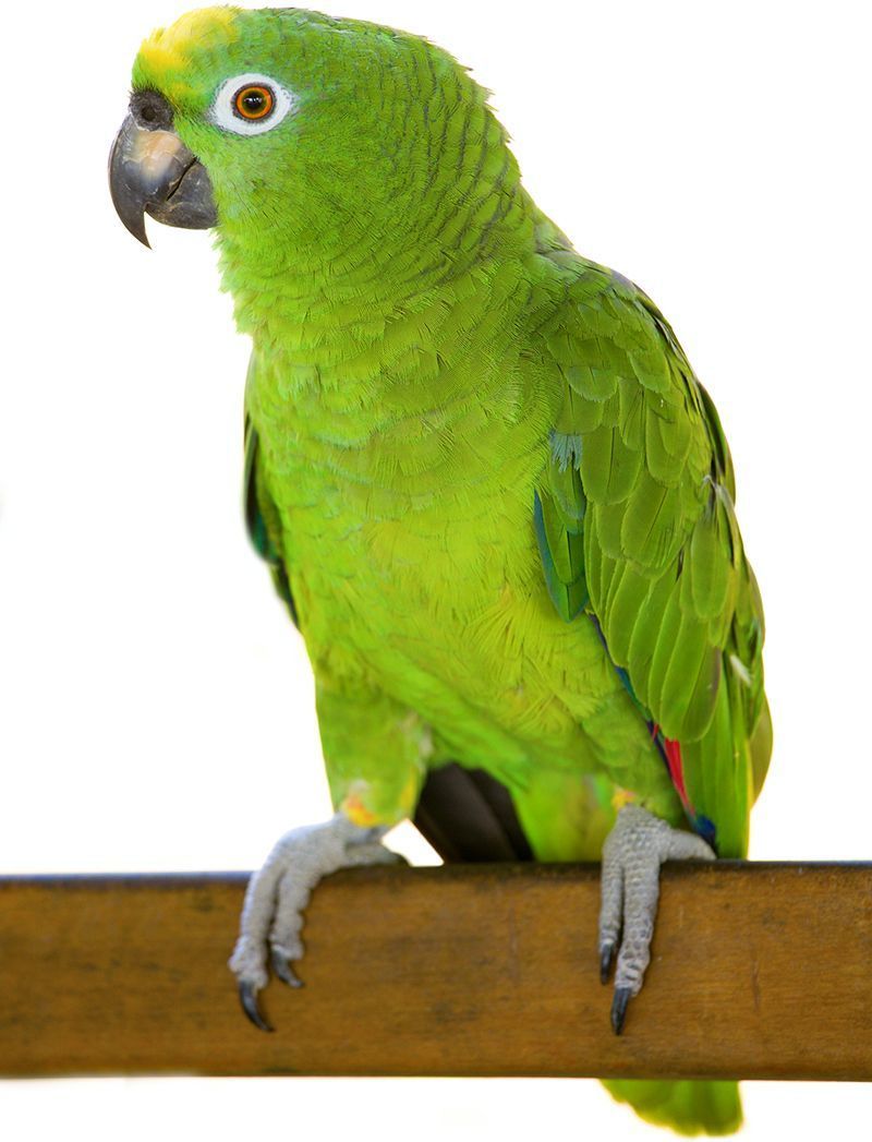 amazonine papuga amazona