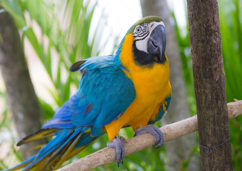 ara papuga macaw