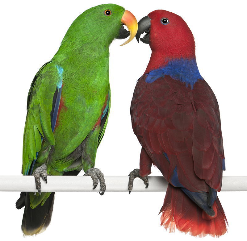 eklektas eclectus