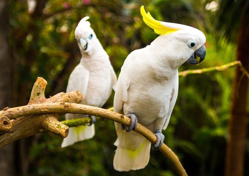 Kakadu papūgos (Cockatoo)