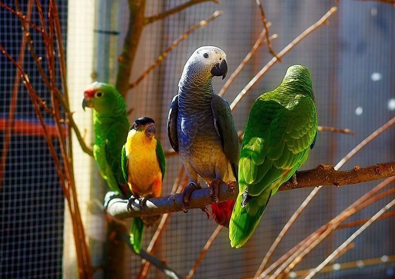 Kalbančios papūgos (Tikrosios aros, macaws)