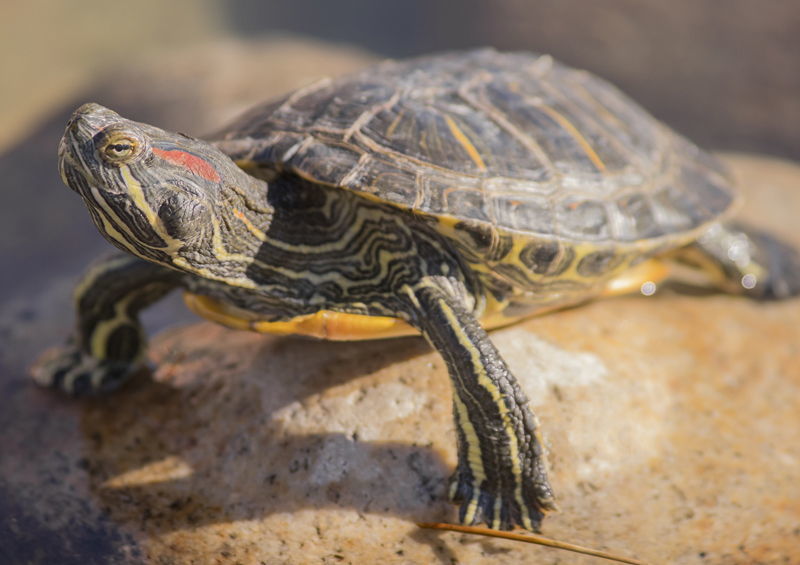 Raudonausis vėžlys (Trachemys scripta elegans) Raudonausis vėžlys (Trachemys scripta elegans)