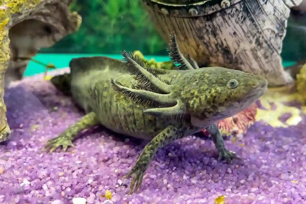Aksolotlis (Ambystoma mexicanum) Aksolotlis (Ambystoma mexicanum)