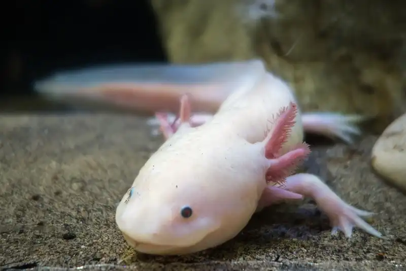 baltas aksolotlis ambystoma mexicanum