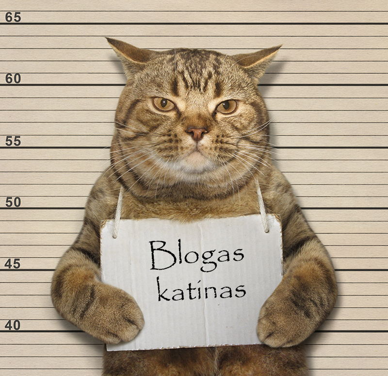 blogas katinas