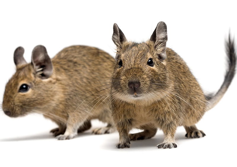 Degu Degu