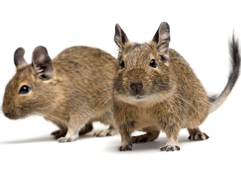 Degu