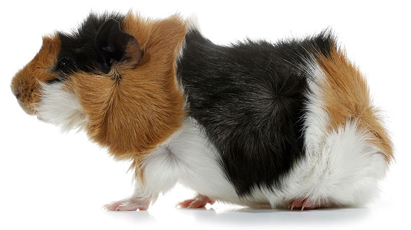 bigstock Crazy looking abysinian guinea pig pet r 45759076