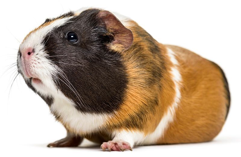 amerikietiskoji juru kiaulyte american Guinea Pig