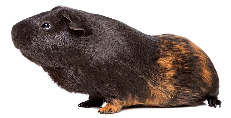 arlekinas juru kiaulyte Harlequin Guinea Pig