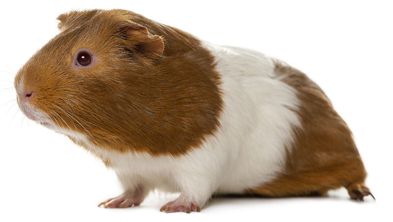 juostuotoji juru kiaulyte belted Guinea pig