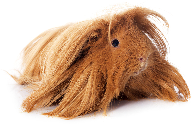 perujietiskoji juru kiaulyte Peruvian Guinea Pig