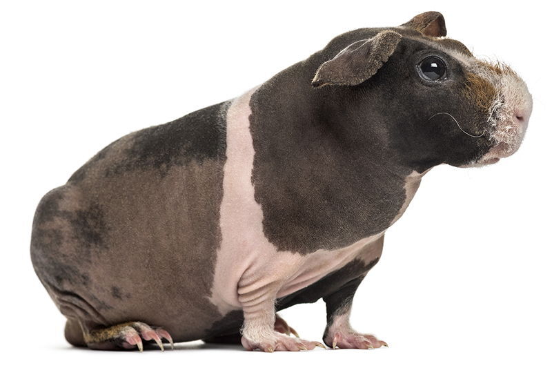 skini juru kiaulyte skinny guinea pig