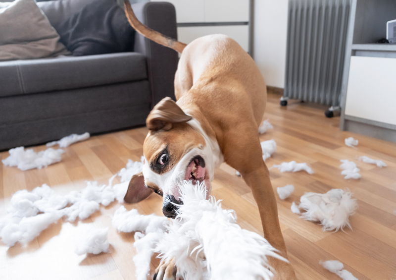 Kaip atpratinti šunį graužti daiktus ir baldus?