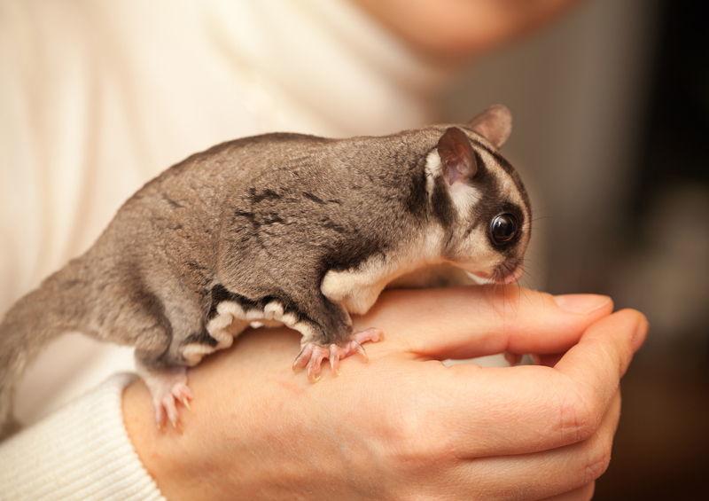 vovere skraiduole sugar glider augintinis