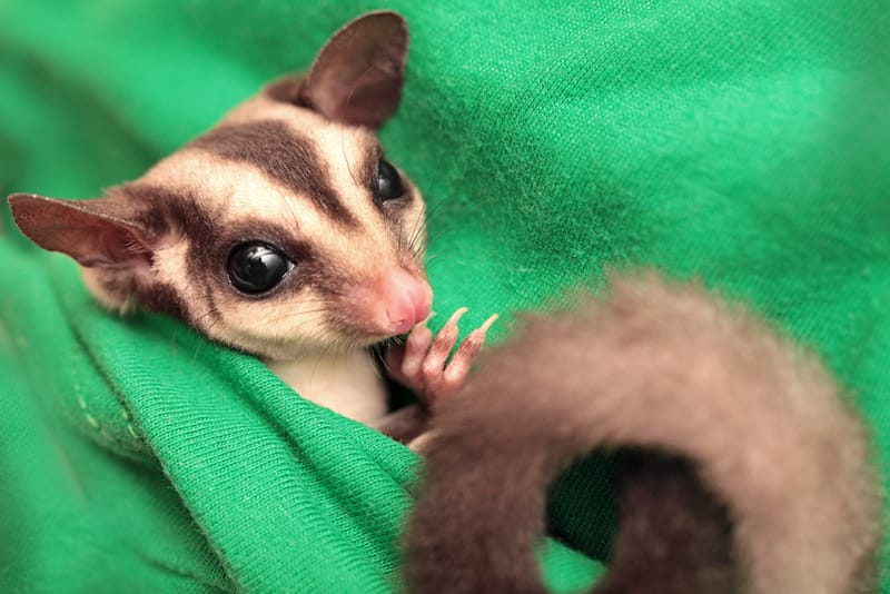 Voverė skraiduolė (Sugar glider) Voverė skraiduolė (Sugar glider)