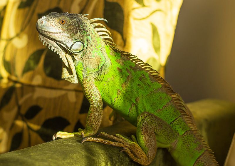 Žalioji iguana Žalioji iguana