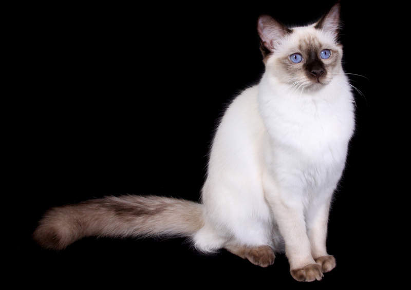 Balio kate Balinese cat