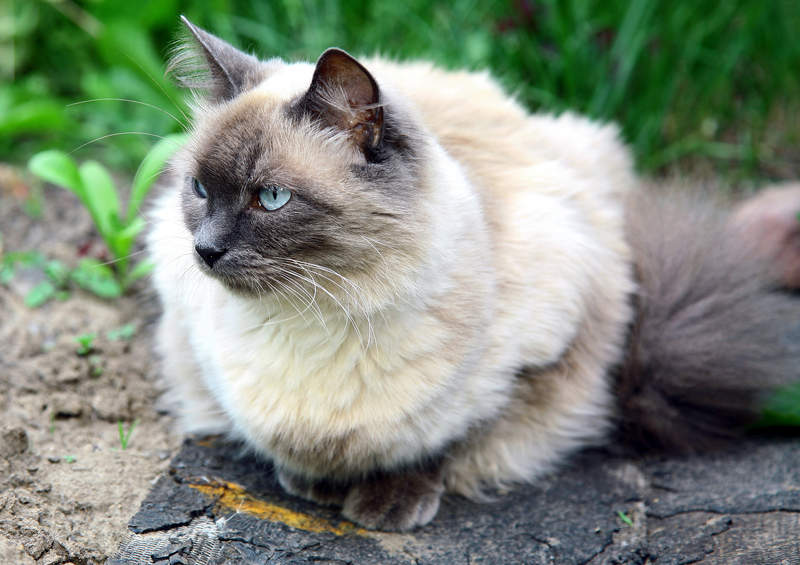 Balio kate Balinese cat