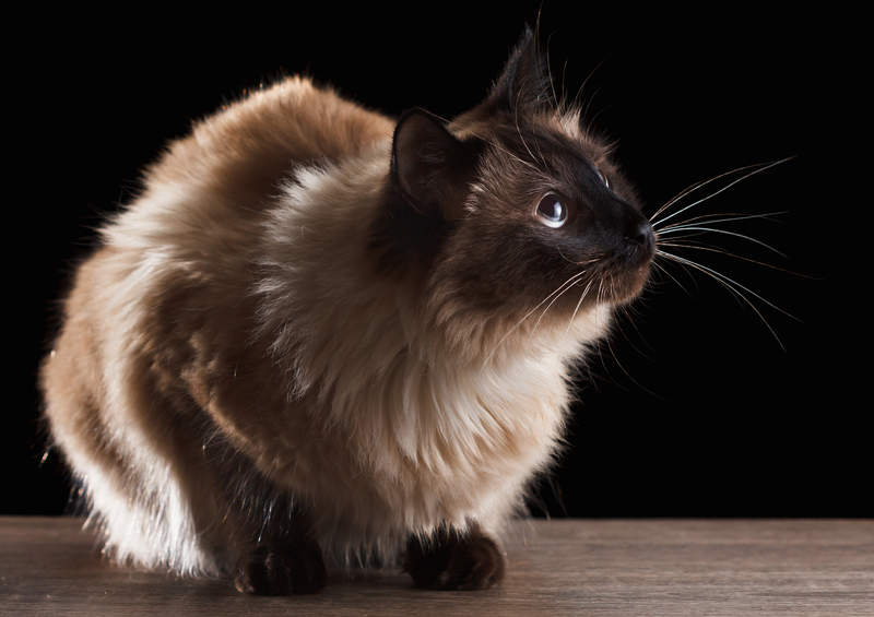 Balio katės (Balinese cat)