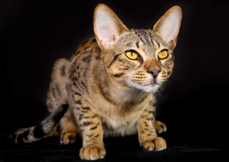 Egipto Mau katės (Egyptian Mau)