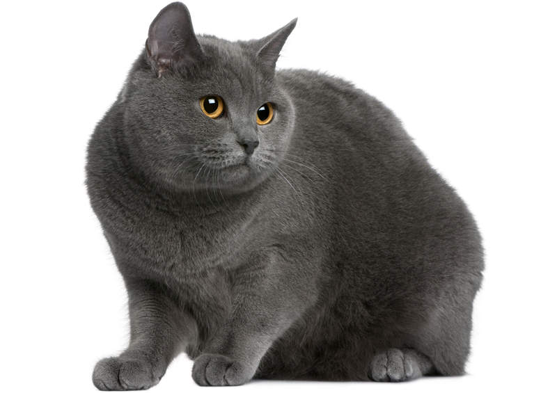 Kartezianinės katės (Chartreux cat)