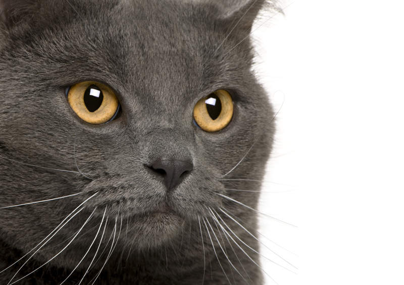 Kartezianine kate Chartreux cat