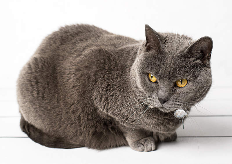 Kartezianines kates Chartreux cat