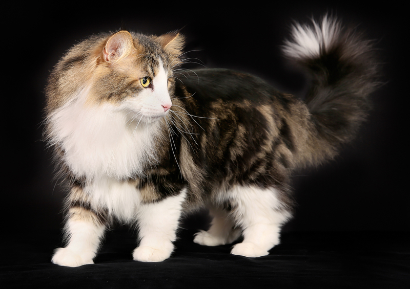 Norvegu miskine kate Norwegian Forest Cat