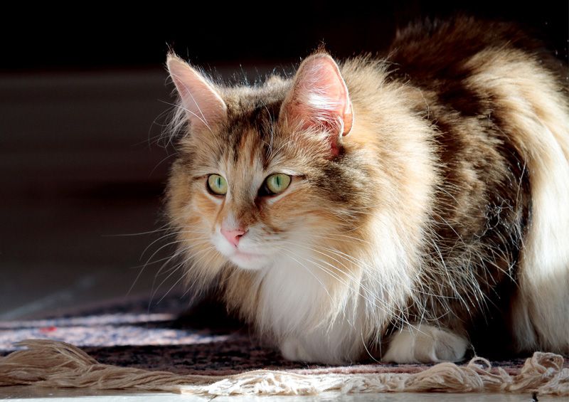 Norvegų miškinė katė (Norwegian Forest Cat) Norvegų miškinė katė (Norwegian Forest Cat)