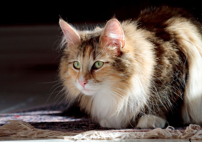 Norvegų miškinė katė (Norwegian Forest Cat)