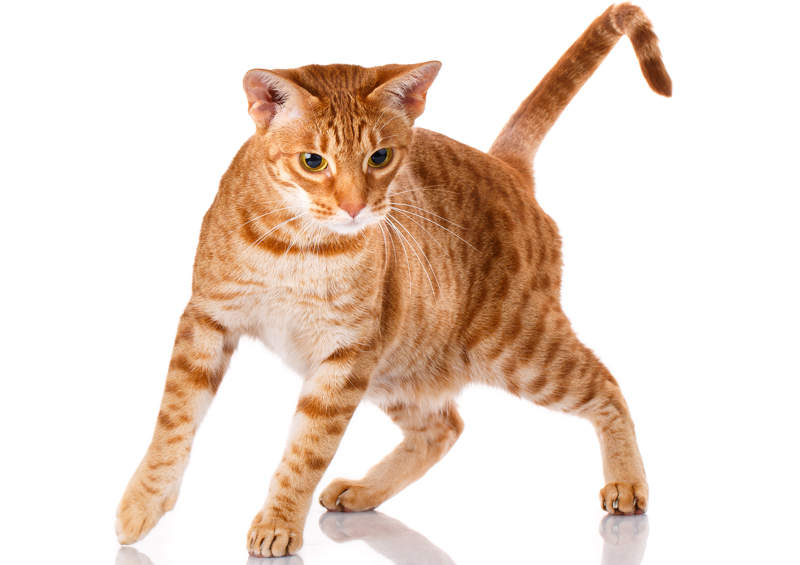 Oksikat katė (Ocicat) Oksikat katės (Ocicat)