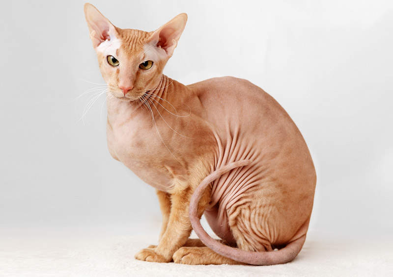 Peterbaldas Peterbald