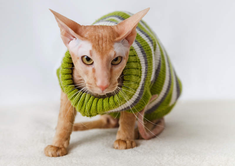 Peterbaldas (Peterbald)