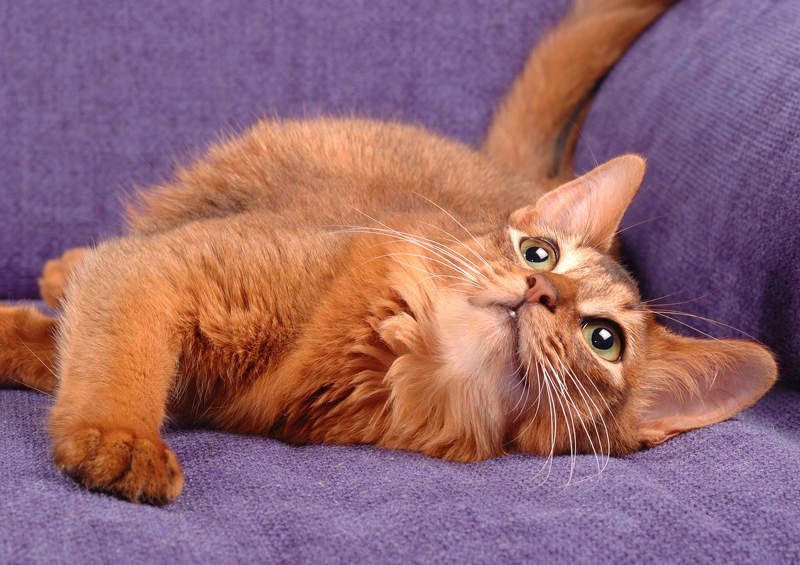 Somalio kate Somali cat