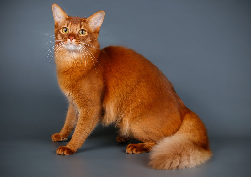 Somalio kate Somali cat