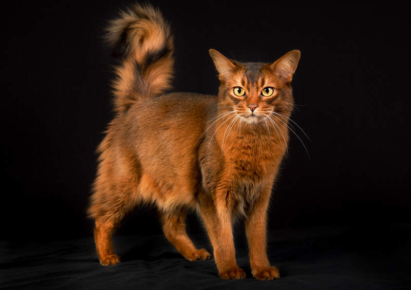 Somalio kate Somali cat