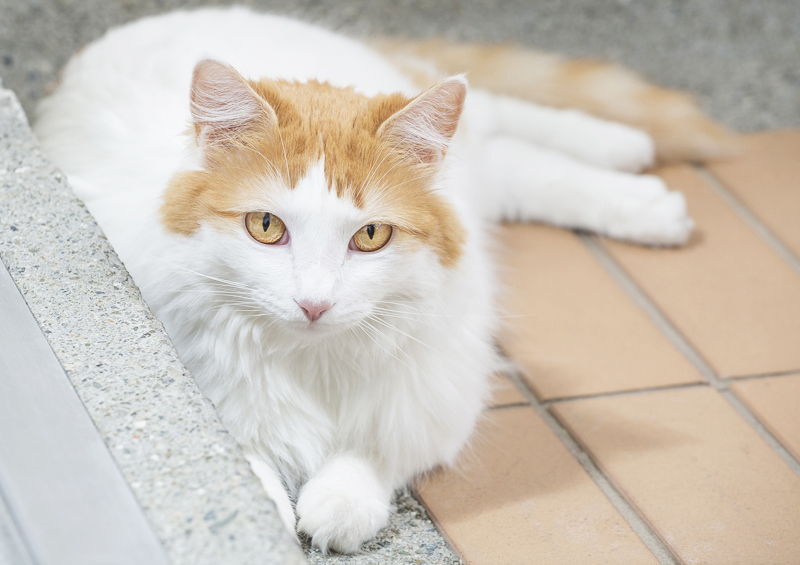Turkų van katė (Turkish Van cat) Turkų van katės (Turkish Van cat)