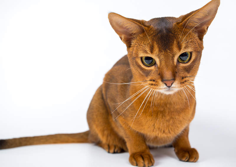 abisinijos kaciukas Abyssinian