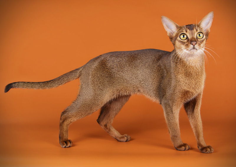 abisinijos kate Abyssinian