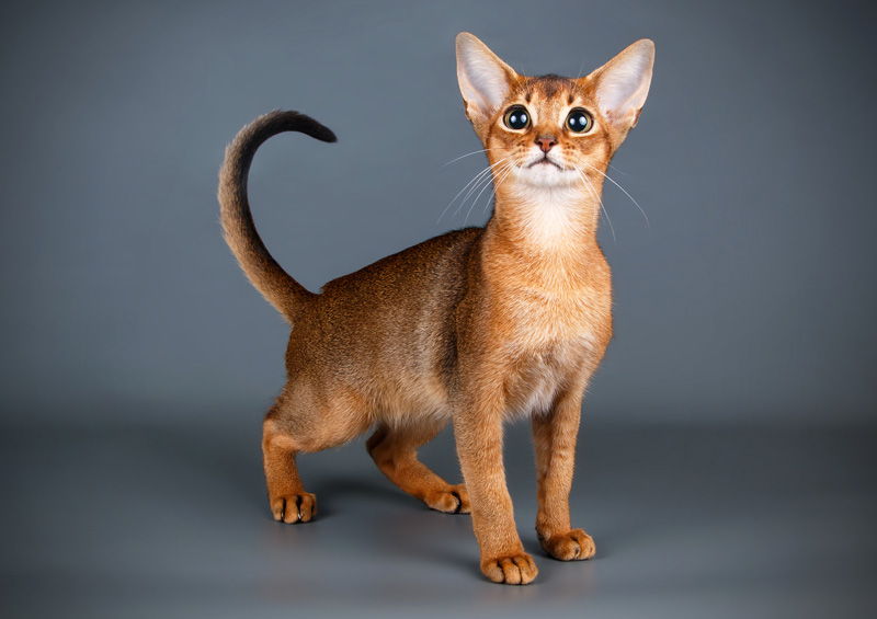 abisinijos kate Abyssinian