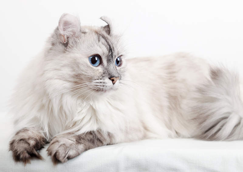 Amerikos riestaausė katė (American Curl) Amerikos riestaausės katės (American Curl)