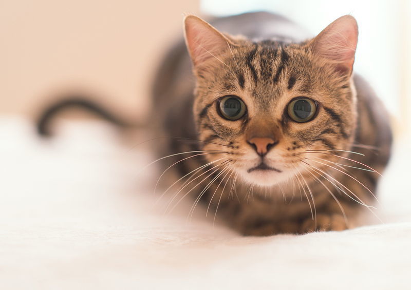 Amerikos šiurkščiaplaukė katė (American Wirehair cat)