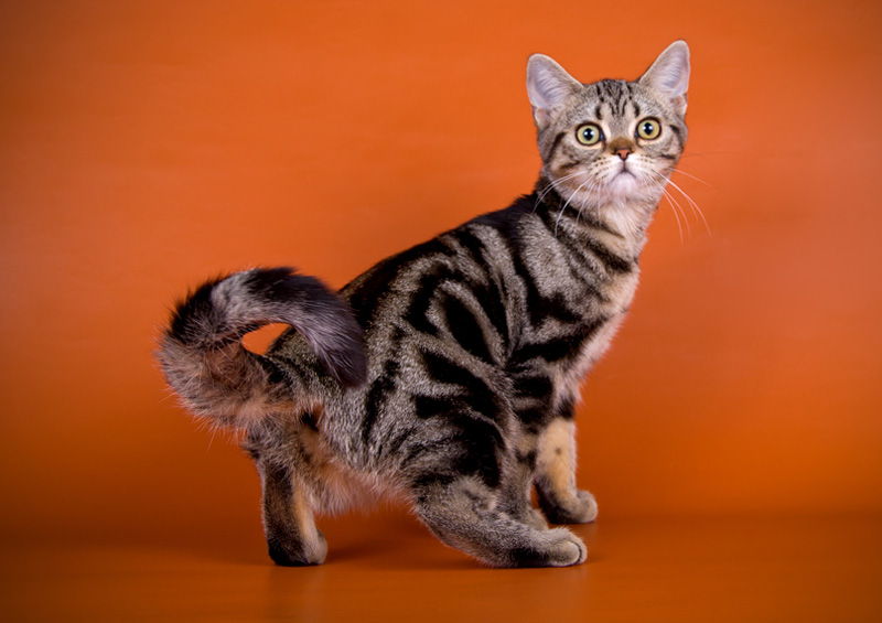 amerikos trumpaplauke kate American Shorthair 6