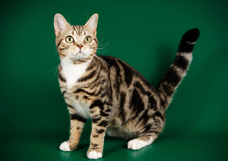 Amerikos trumpaplaukė katė (American Shorthair) Amerikos trumpaplaukė katė (American Shorthair)