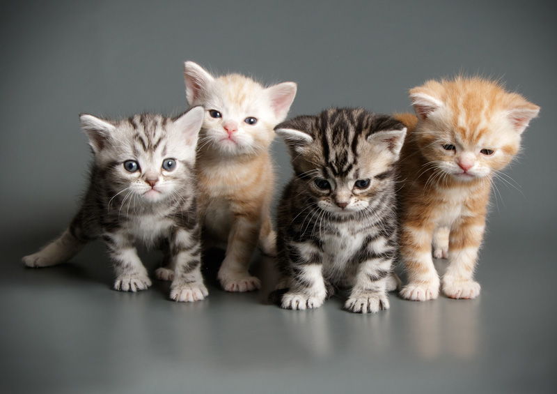 amerikos trumpaplaukes kaciukai American Shorthair