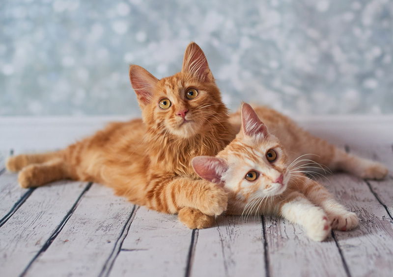 Amerikos trumpauodegė katė (American bobtail)