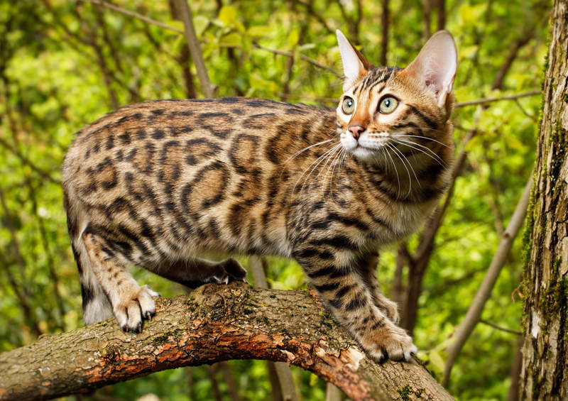 Bengalijos katė (Bengal cat)